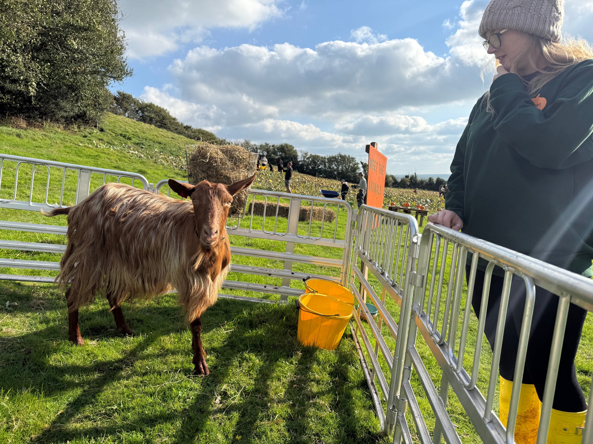Dawlish Pumpkin Patch