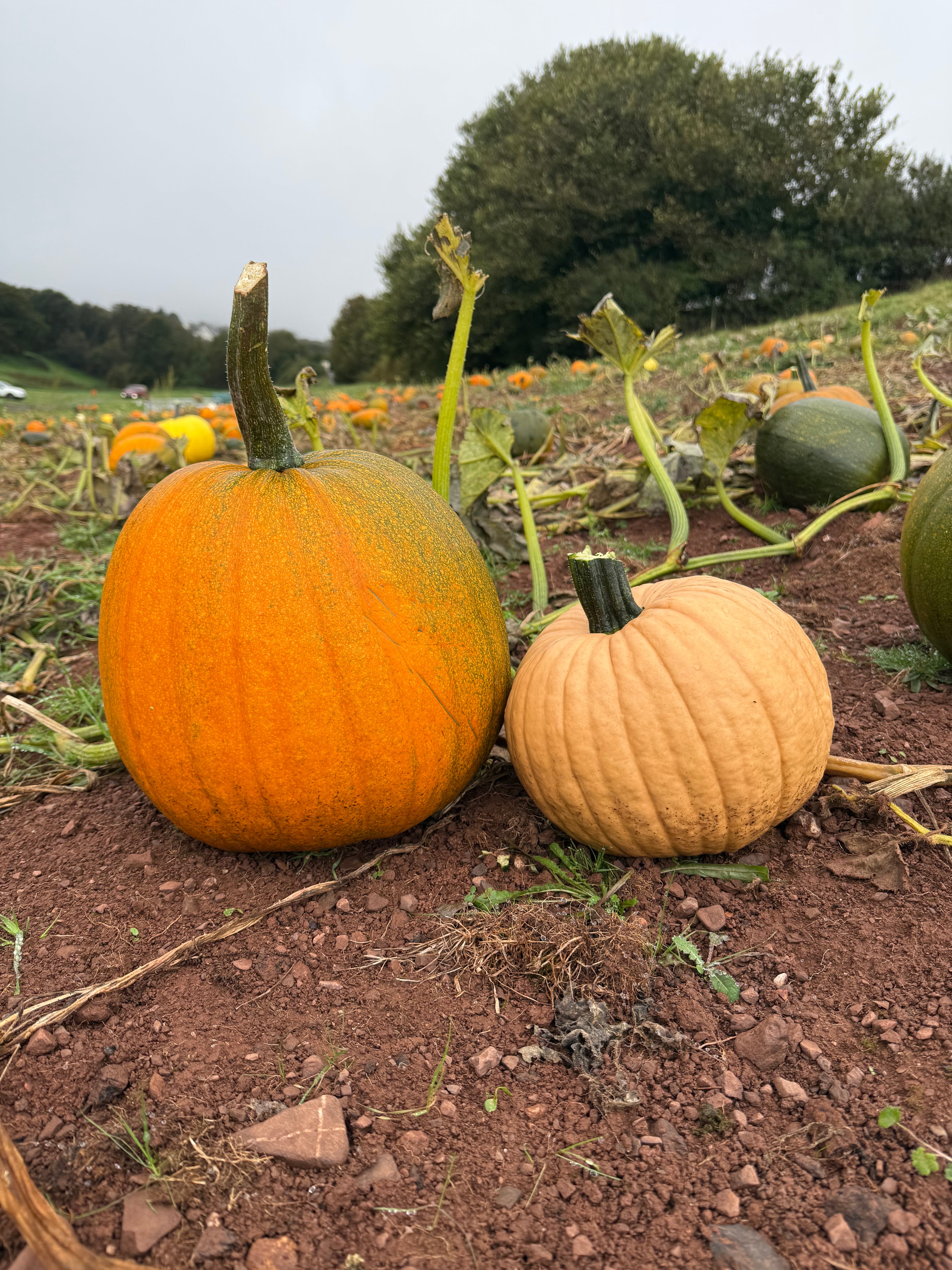 pick your own pumpkin dawlish